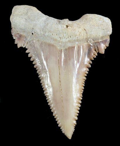 , Heavily Serrated Fossil Shark (Palaeocarcharodon) Tooth #51907